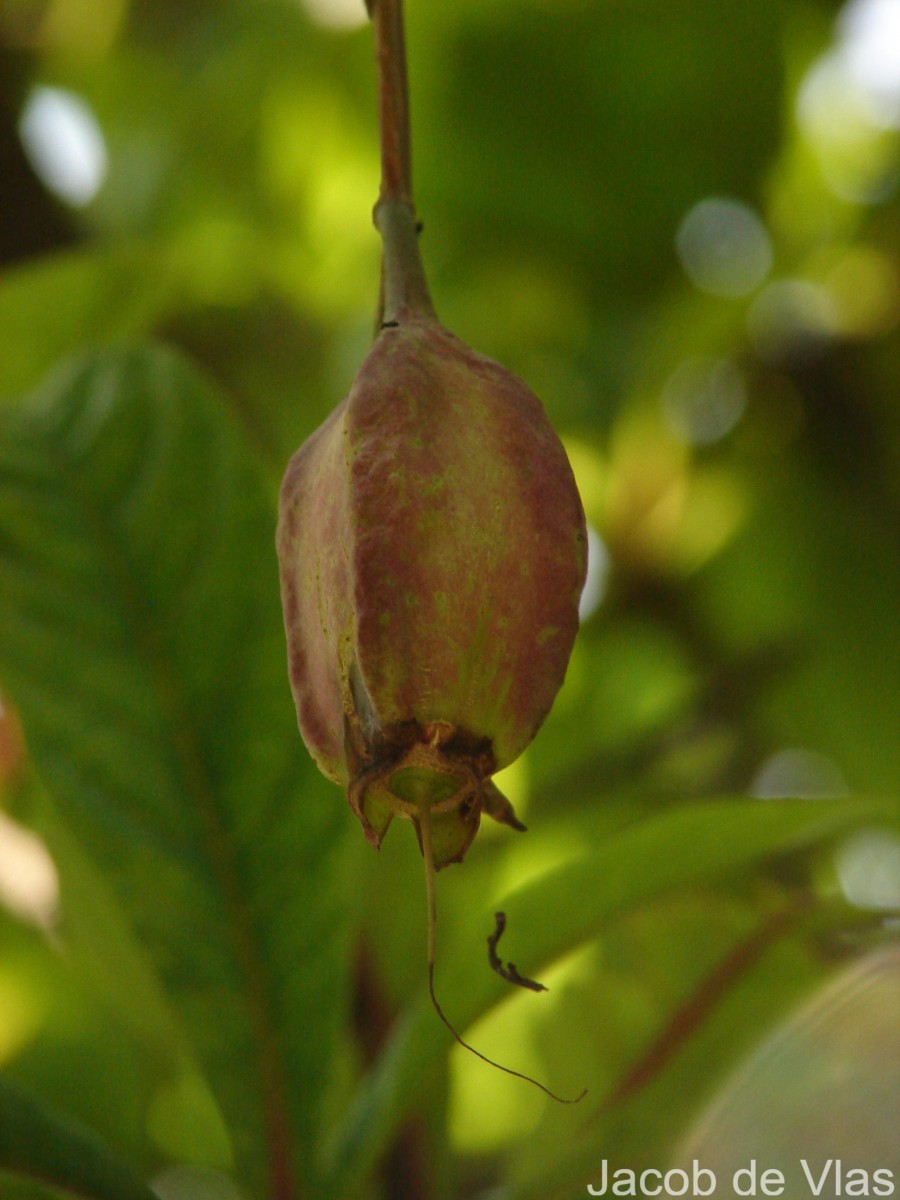 Barringtonia acutangula (L.) Gaertn.